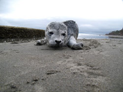 Washaway Beach Sea Creatures